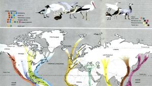 Fågelvandring - huvudorsaker och intressanta fakta